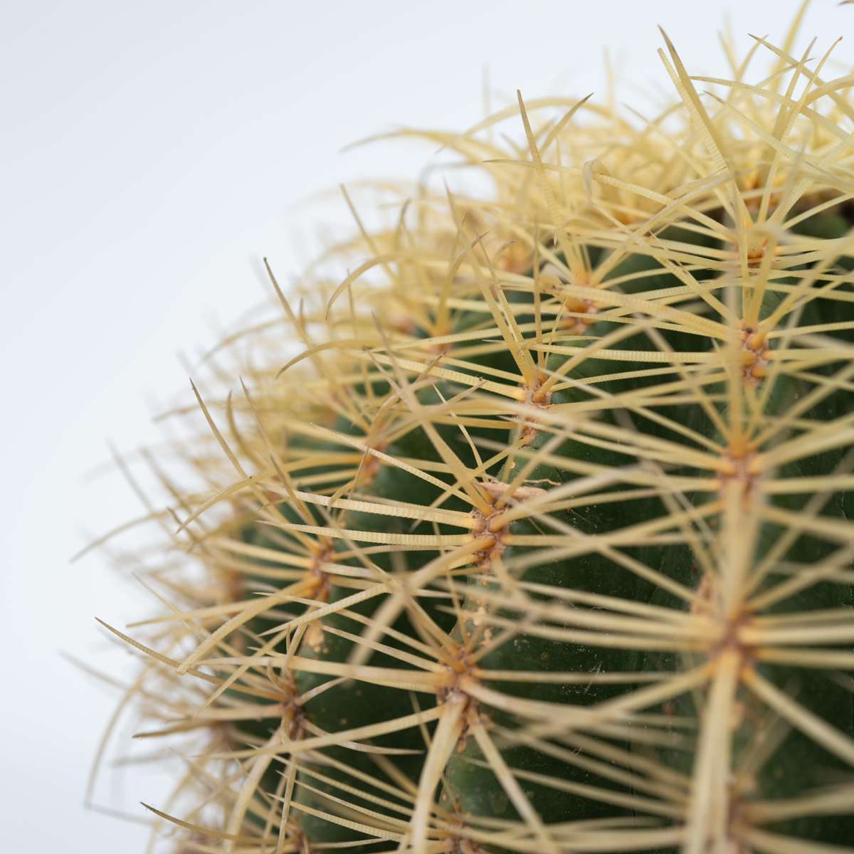 Cactus Ringkaktus - Echinocactus Grusonii - Höjd 25-35Cm - ⌀25Cm