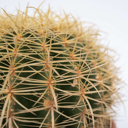 Cactus Ringkaktus - Echinocactus Grusonii - Höjd 25-35Cm - ⌀25Cm