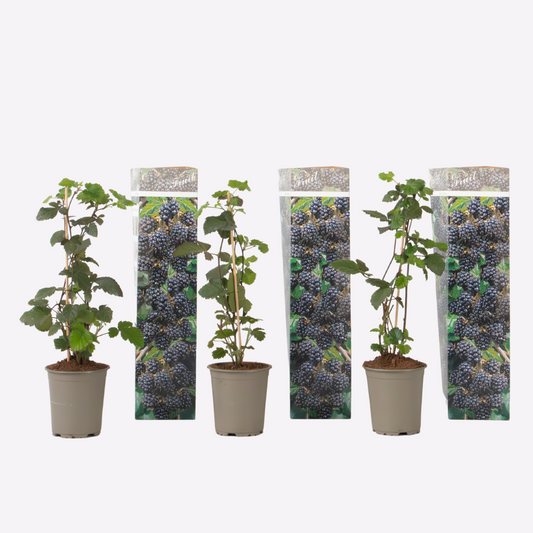 Florastore Hallonsläktet - Set Om 3 - Rubus Thornless - Höjd 25-40Cm - ⌀9Cm