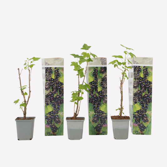 Florastore Svarta Vinbär - Set Om 3 - Ribes Nigrum - Höjd 25-40Cm - ⌀9Cm