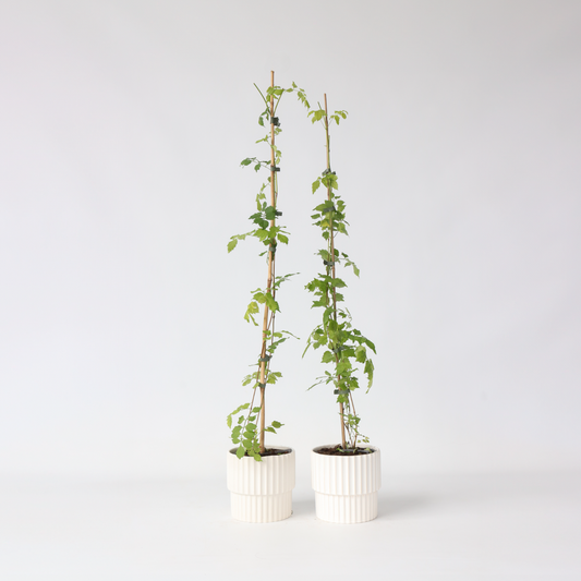 Florastore Trumpetvinda - Set Om 2 - Campsis Radicans - Höjd 110-120Cm - ⌀17Cm
