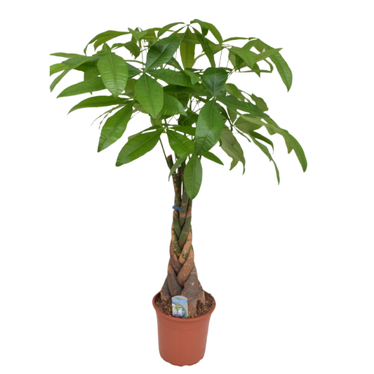 Other Green Houseplants Strandkastanj - Pachira Aquatica - Höjd 100-120Cm - ⌀24Cm