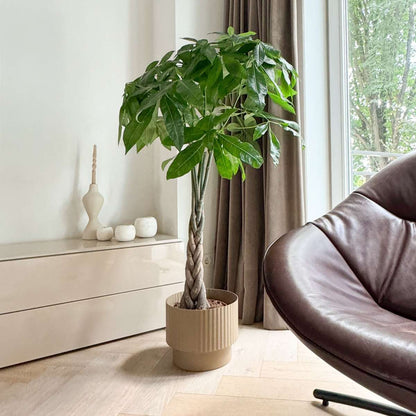 Other Green Houseplants Strandkastanj - Pachira Aquatica - Höjd 100-120Cm - ⌀24Cm