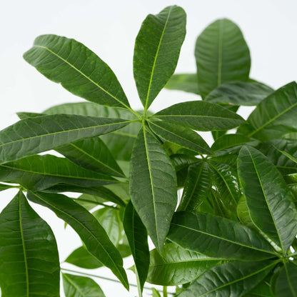 Other Green Houseplants Strandkastanj - Pachira Aquatica - Höjd 100-120Cm - ⌀24Cm