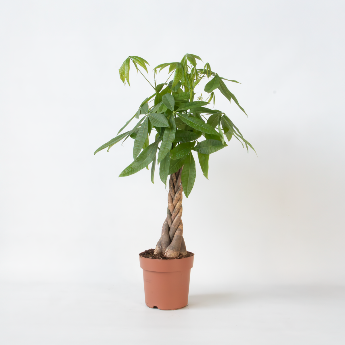 Other Green Houseplants Strandkastanj - Pachira Aquatica - Höjd 100-120Cm - ⌀24Cm