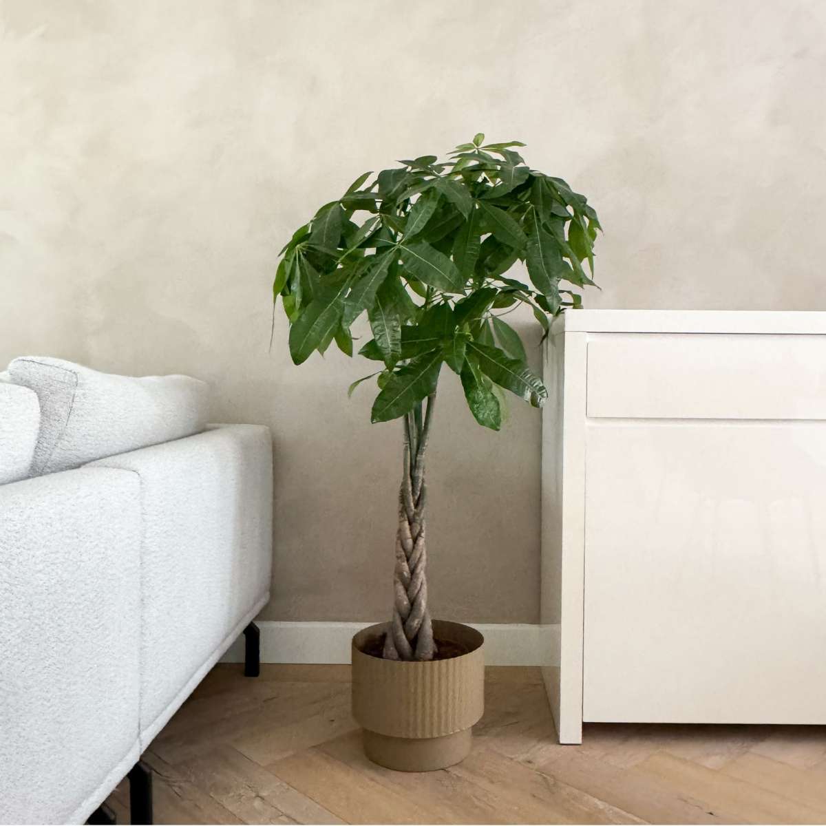 Other Green Houseplants Strandkastanj - Pachira Aquatica - Höjd 100-120Cm - ⌀24Cm