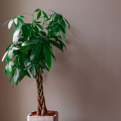 Other Green Houseplants Strandkastanj - Pachira Aquatica - Höjd 100-120Cm - ⌀24Cm