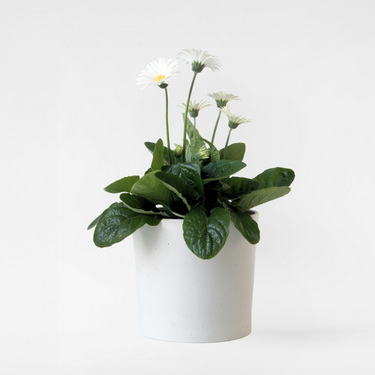 Florastore Gerbera Garvinea - Vit - Höjd 45-60Cm - ⌀19Cm