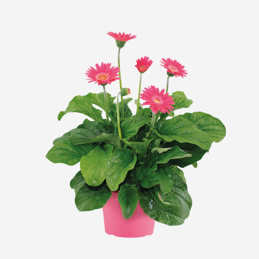 Florastore Gerbera Garvinea - Rosa - Höjd 45-60Cm - ⌀19Cm