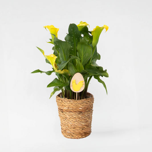 Florastore Calla 'Ruby' - Kallaväxt - Gul - Höjd 30-40Cm - ⌀12Cm