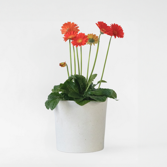 Florastore Gerbera Garvinea - Orange - Höjd 45-60Cm - ⌀19Cm