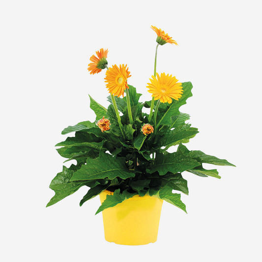 Florastore Gerbera Garvinea - Gul - Höjd 45-60Cm - ⌀19Cm