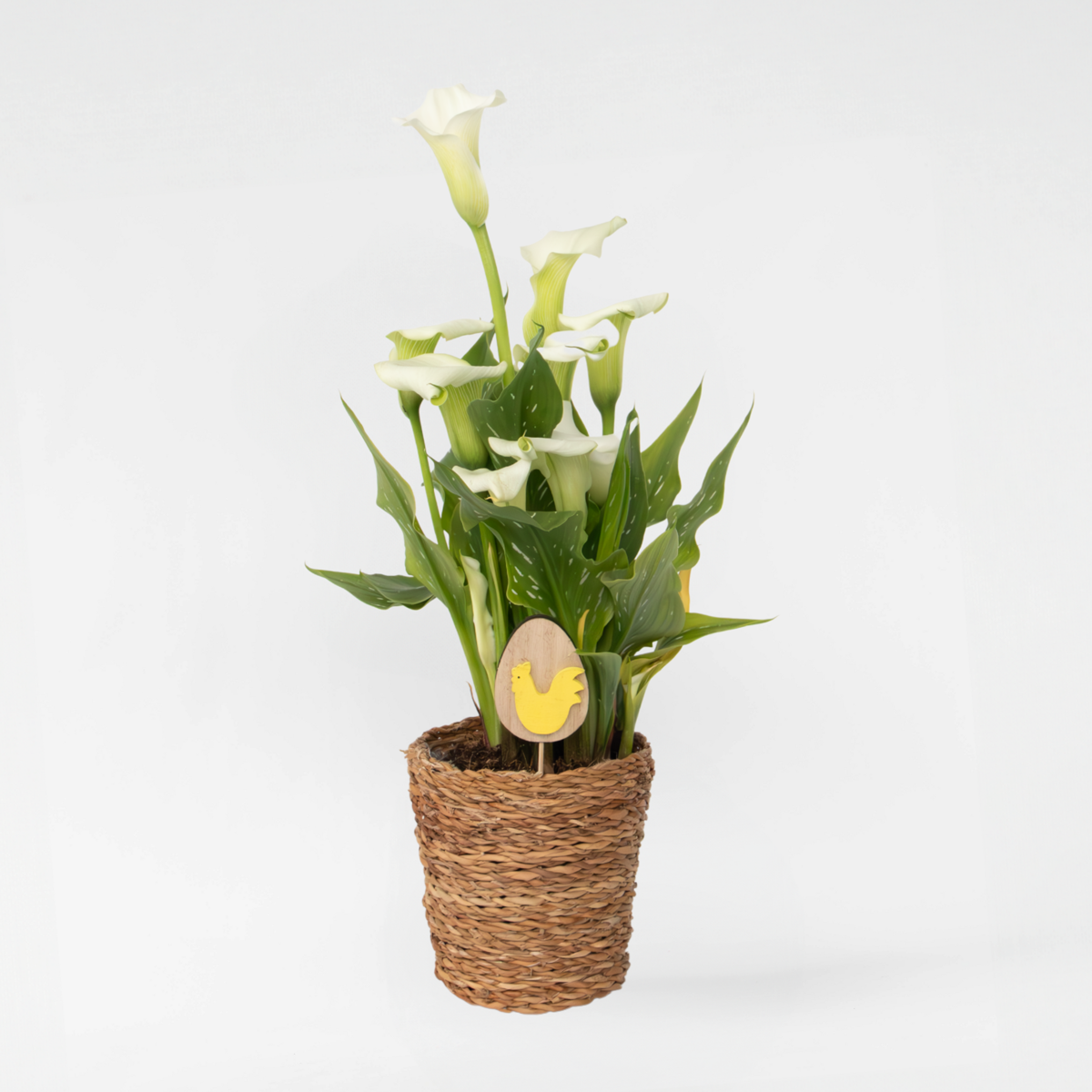 Florastore Calla 'Ruby' - Kallaväxt - Vit - Höjd 30-40Cm - ⌀12Cm