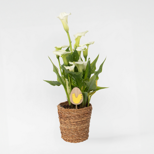 Florastore Calla 'Ruby' - Kallaväxt - Vit - Höjd 30-40Cm - ⌀12Cm