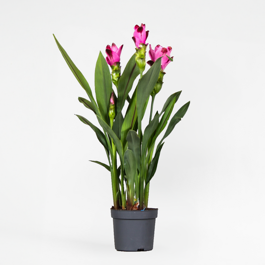 Florastore Siamesisk Tulpan - Curcuma 'Siam Splash' - Rosa - H40-60Cm - ⌀13Cm