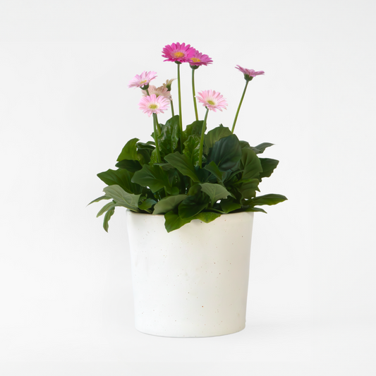 Florastore Gerbera Garvinea - Lila - Höjd 45-60Cm - ⌀19Cm