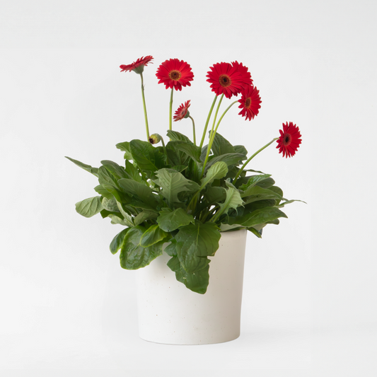 Florastore Gerbera Garvinea - Röd - Höjd 45-60Cm - ⌀19Cm