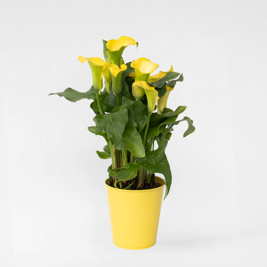 Florastore Calla 'Zara' - Kallaväxt - Gul - Höjd 30-40Cm - ⌀12Cm