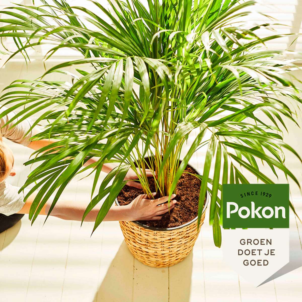 Plant Food Pokon Flytande Växtmat - Palmer - 250Ml