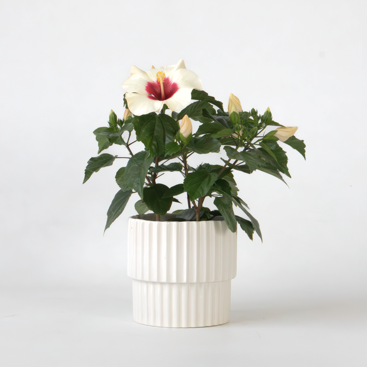 Blooming Houseplants Kinesisk Hibiskus - Hibiscus Rosa-Sinensis - Höjd 40-50Cm - Ø17Cm