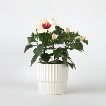 Blooming Houseplants Kinesisk Hibiskus - Hibiscus Rosa-Sinensis - Höjd 40-50Cm - Ø17Cm