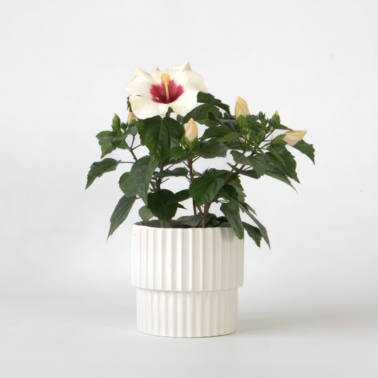 Blooming Houseplants Kinesisk Hibiskus - Hibiscus Rosa-Sinensis - Höjd 40-50Cm - Ø17Cm