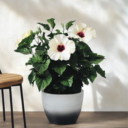 Blooming Houseplants Kinesisk Hibiskus - Hibiscus Rosa-Sinensis - Höjd 40-50Cm - Ø17Cm