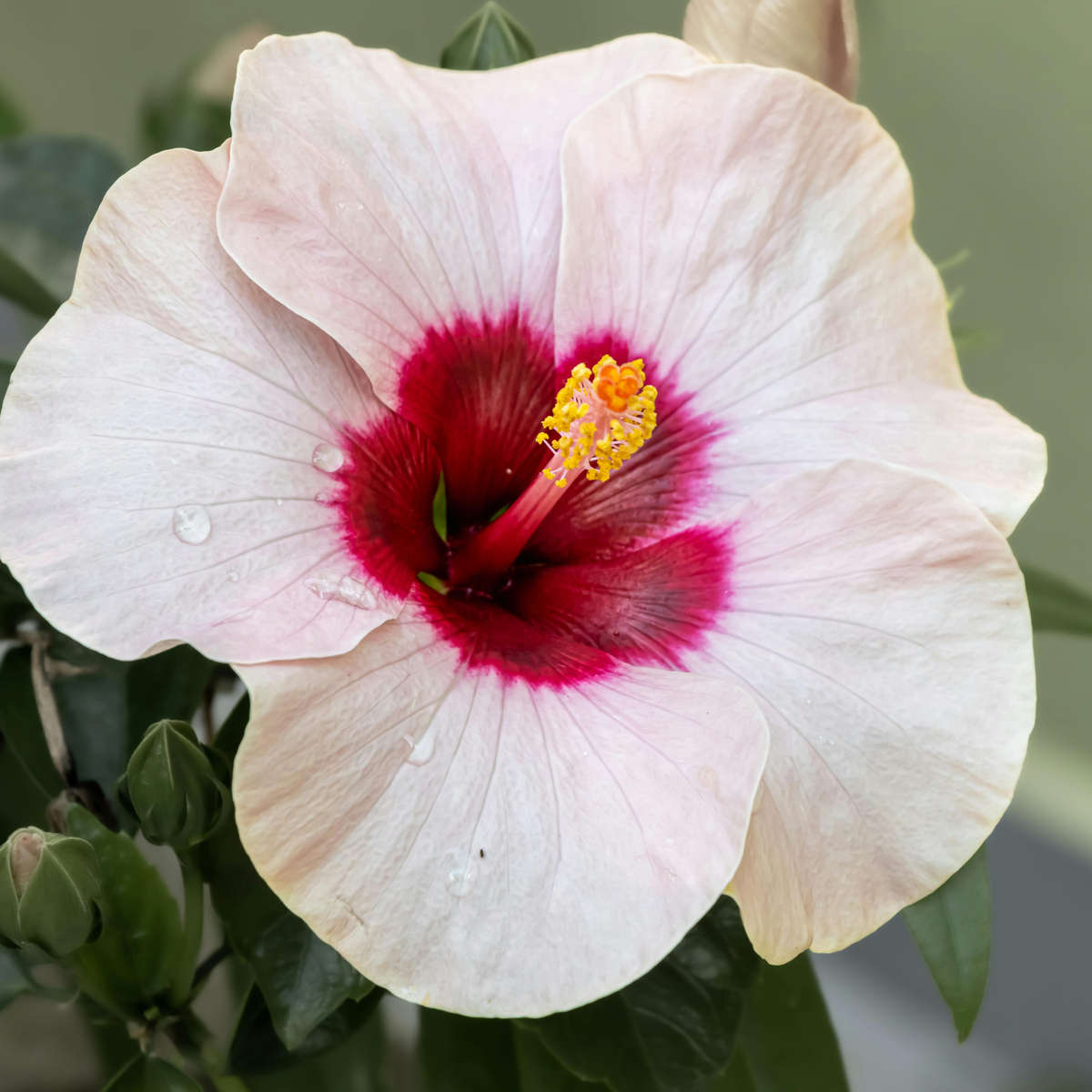 Blooming Houseplants Kinesisk Hibiskus - Hibiscus Rosa-Sinensis - Höjd 40-50Cm - Ø17Cm
