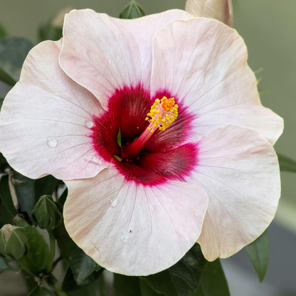 Blooming Houseplants Kinesisk Hibiskus - Hibiscus Rosa-Sinensis - Höjd 40-50Cm - Ø17Cm