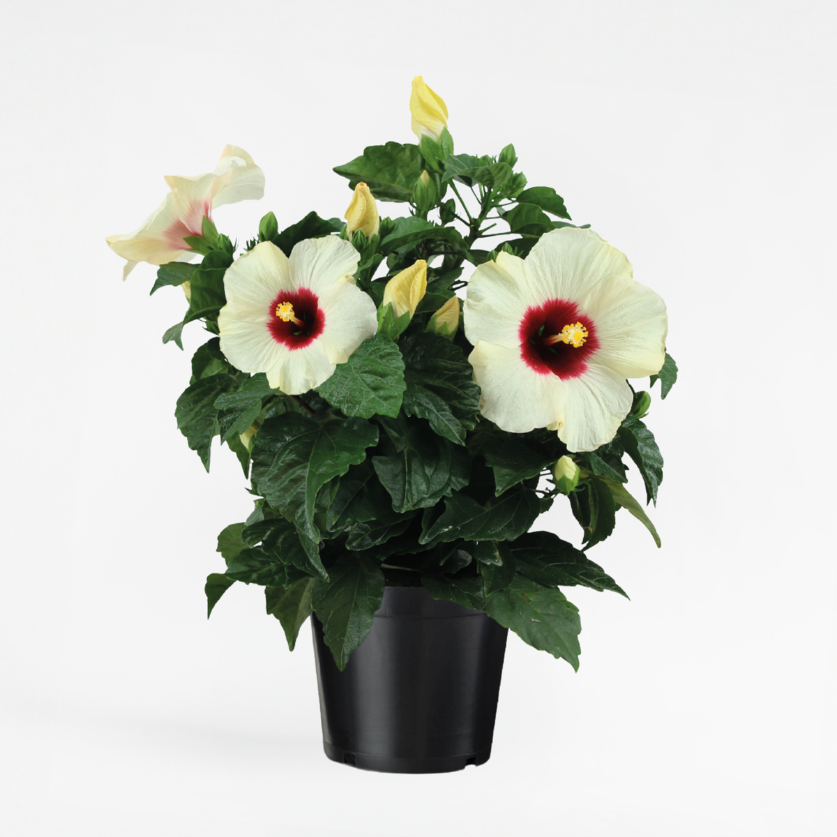 Blooming Houseplants Kinesisk Hibiskus - Hibiscus Rosa-Sinensis - Höjd 40-50Cm - Ø17Cm