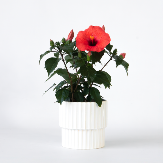 Florastore Kinesisk Ros - Hibiscus Rosa-Sinensis - Höjd 40-50Cm - Ø17Cm