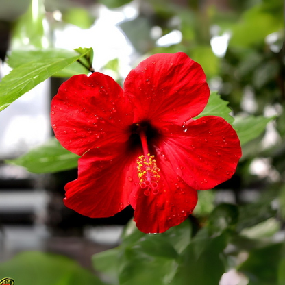 Blooming Houseplants Kinesisk Ros - Hibiscus Rosa-Sinensis - Höjd 40-50Cm - Ø17Cm