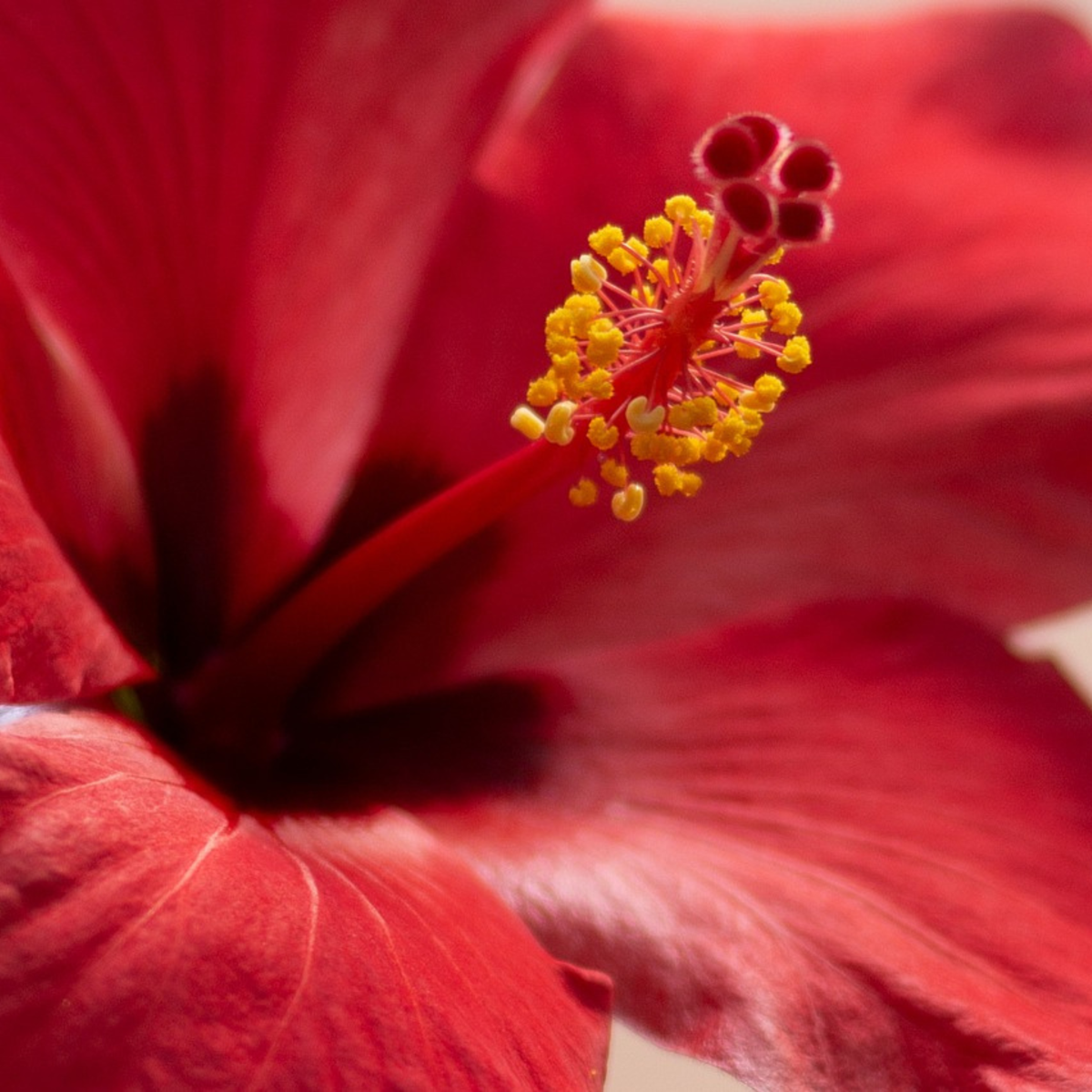 Blooming Houseplants Kinesisk Ros - Hibiscus Rosa-Sinensis - Höjd 40-50Cm - Ø17Cm