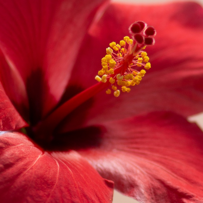 Blooming Houseplants Kinesisk Ros - Hibiscus Rosa-Sinensis - Höjd 40-50Cm - Ø17Cm