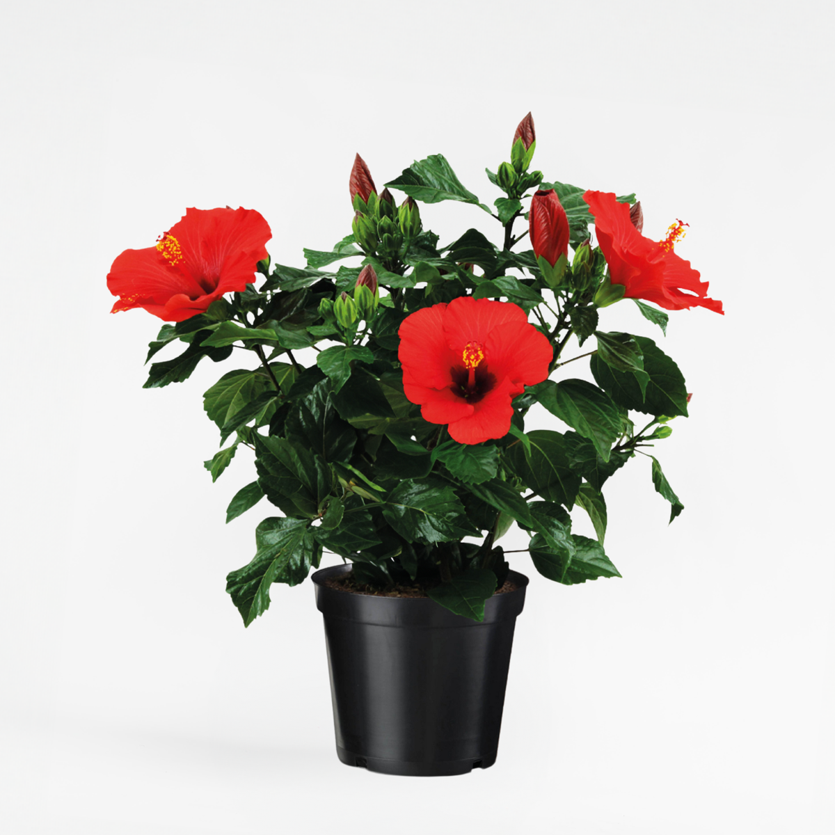 Blooming Houseplants Kinesisk Ros - Hibiscus Rosa-Sinensis - Höjd 40-50Cm - Ø17Cm