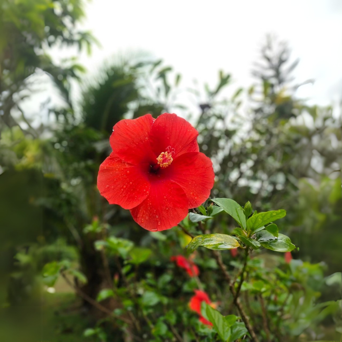 Blooming Houseplants Kinesisk Ros - Hibiscus Rosa-Sinensis - Höjd 40-50Cm - Ø17Cm
