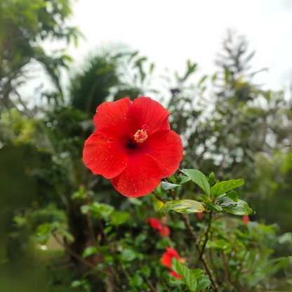 Blooming Houseplants Kinesisk Ros - Hibiscus Rosa-Sinensis - Höjd 40-50Cm - Ø17Cm