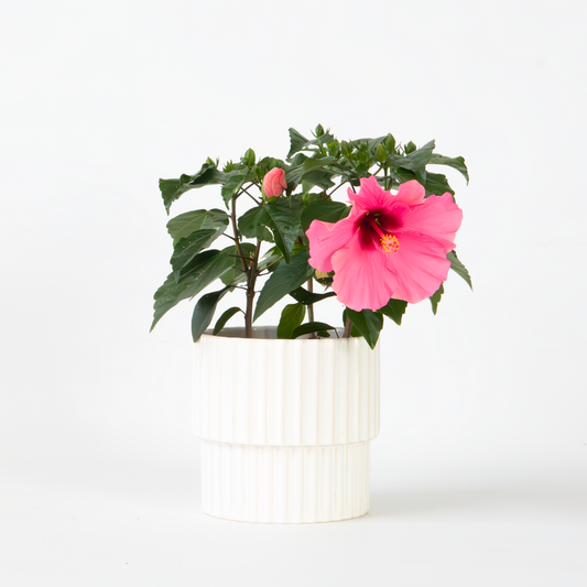 Florastore Kinesisk Ros - Hibiscus Rosa-Sinensis - Rosa - Höjd 40-50Cm - ⌀17Cm