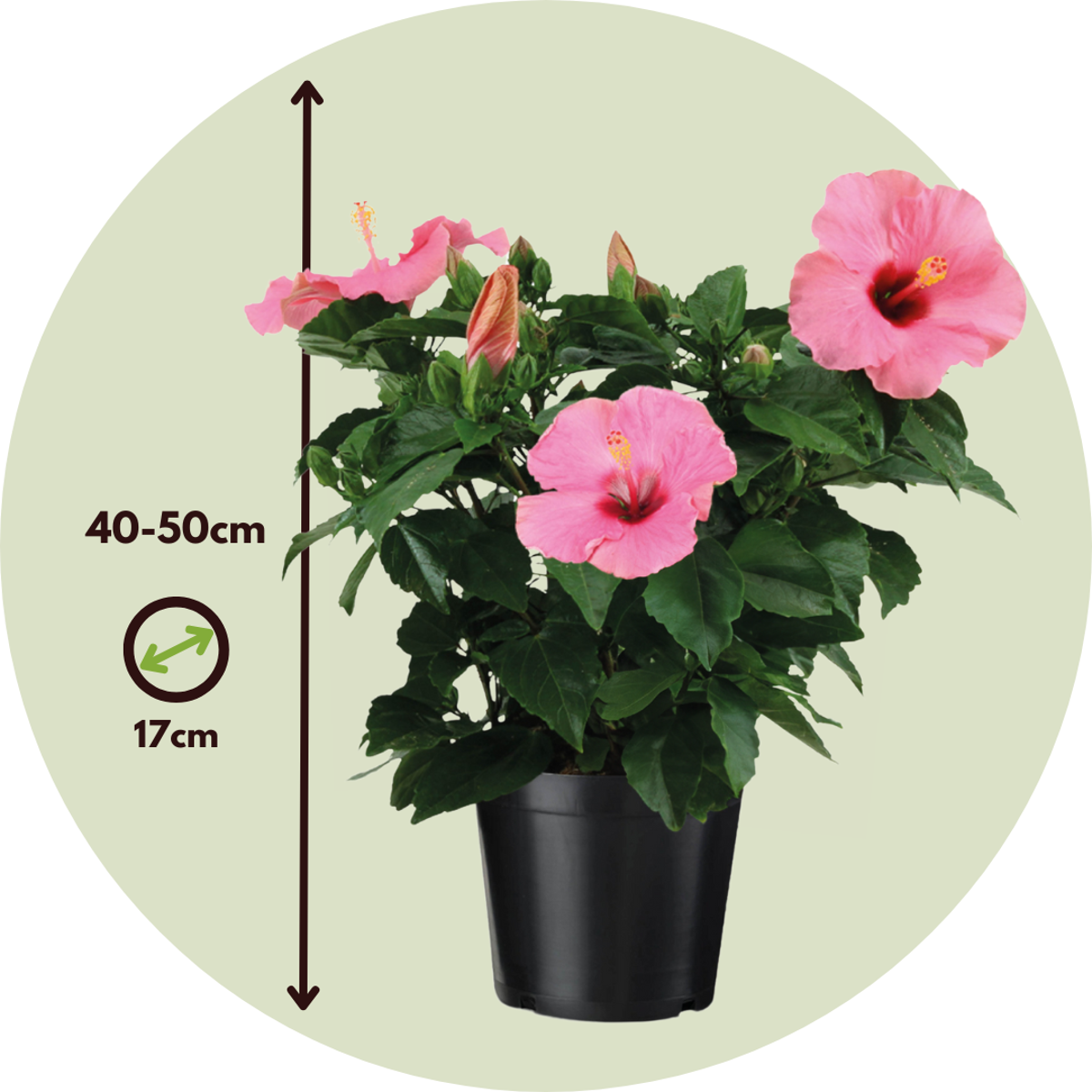 Blooming Houseplants Kinesisk Ros - Hibiscus Rosa-Sinensis - Rosa - Höjd 40-50Cm - ⌀17Cm