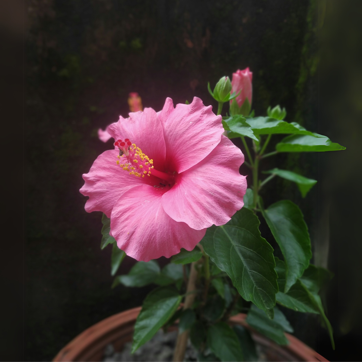 Blooming Houseplants Kinesisk Ros - Hibiscus Rosa-Sinensis - Rosa - Höjd 40-50Cm - ⌀17Cm