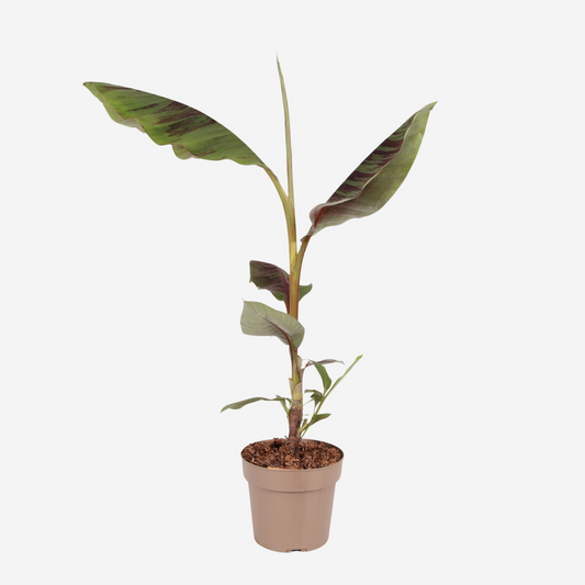 Florastore Röd Bananplanta -  Musa Sikkimensis Ever Red - Höjd 55-70Cm - ⌀21Cm