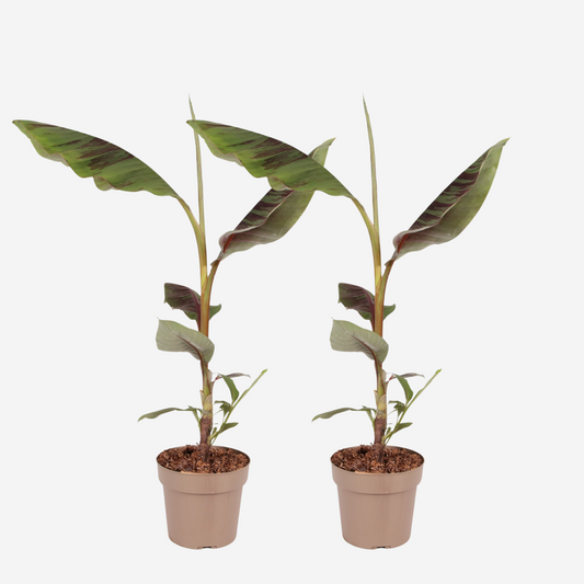 Florastore Röd Bananplanta - Set Om 2 -  Musa Sikkimensis Ever Red - Höjd 55-70Cm - ⌀21Cm