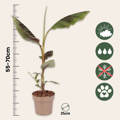 Other Garden Plants Röd Bananplanta - Set Om 2 -  Musa Sikkimensis Ever Red - Höjd 55-70Cm - ⌀21Cm