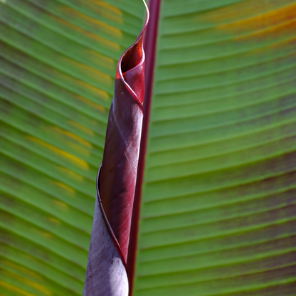 Other Garden Plants Röd Bananplanta - Set Om 2 -  Musa Sikkimensis Ever Red - Höjd 55-70Cm - ⌀21Cm