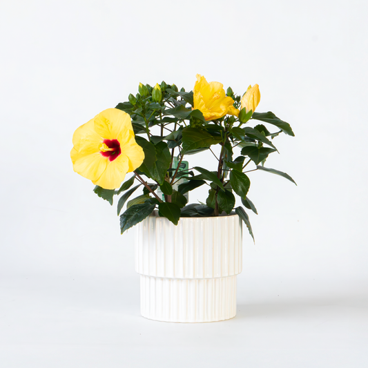 Blooming Houseplants Gul Kinesisk Hibiskus - Hibiscus Rosa-Sinensis - Höjd 40-50Cm - Ø17Cm