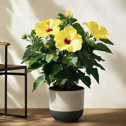 Blooming Houseplants Gul Kinesisk Hibiskus - Hibiscus Rosa-Sinensis - Höjd 40-50Cm - Ø17Cm