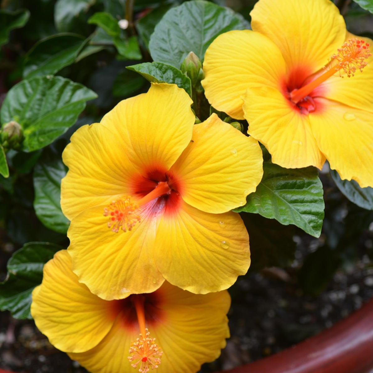 Blooming Houseplants Gul Kinesisk Hibiskus - Hibiscus Rosa-Sinensis - Höjd 40-50Cm - Ø17Cm