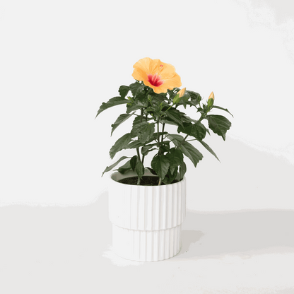 Blooming Houseplants Kinesisk Ros - Hibiscus Rosa-Sinensis - Orange - Höjd 40-50Cm - ⌀17Cm