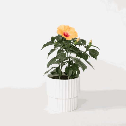 Blooming Houseplants Kinesisk Ros - Hibiscus Rosa-Sinensis - Orange - Höjd 40-50Cm - ⌀17Cm