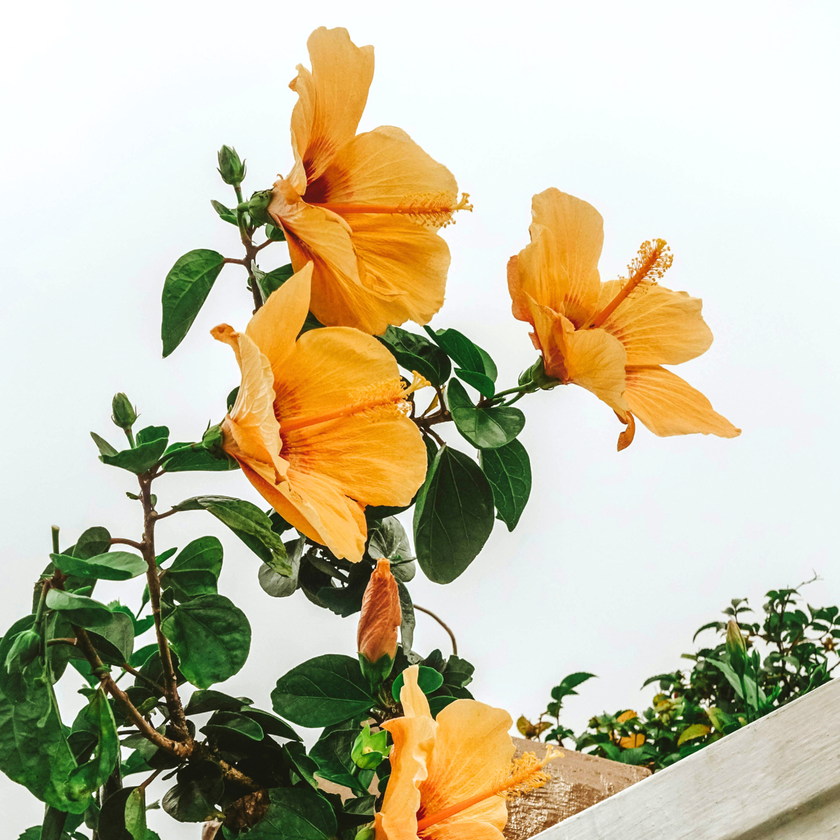Blooming Houseplants Kinesisk Ros - Hibiscus Rosa-Sinensis - Orange - Höjd 40-50Cm - ⌀17Cm